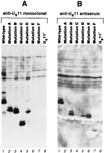 FIG. 3. Schematic depiction of the sequence arrangement in the mutant11 proteins and their activities in RNA binding, association with ribosomes