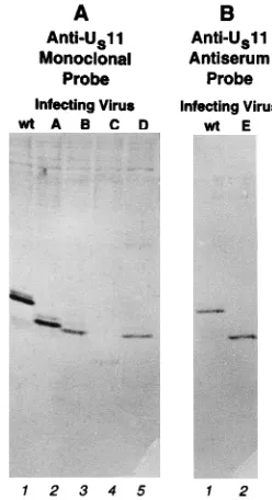 FIG. 8. Binding of wild-type and mutant Uradiographic image of complexes formed between a pRB3881 T7 transcriptprobe and proteins from renatured acetic acid extracts of uninfected 143B cellsand cells infected with wild-type or mutant virus, as indicated ab
