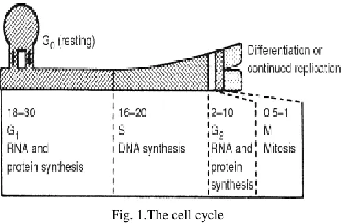 Fig. 1.The cell cycle 