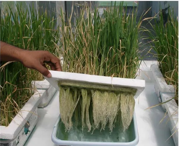 Figure 1. Phenotypic screening of the population.  