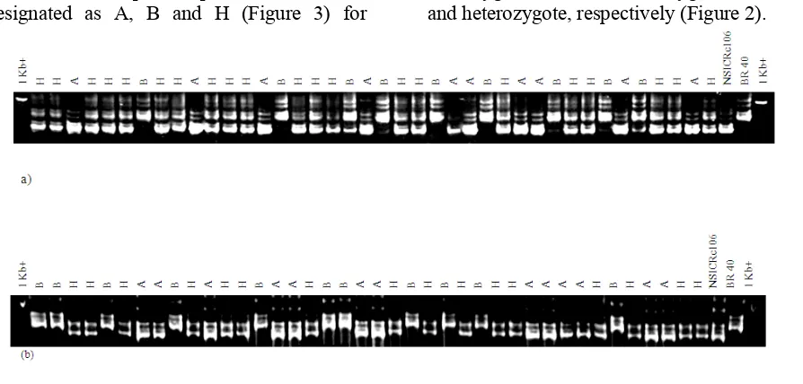 Figure 3. Phenotype variation of salinity tolerance for 300 F2 plants. 