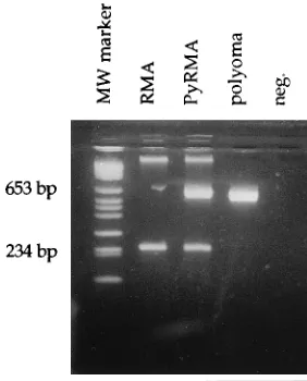 FIG. 1. Detection of polyomavirus DNA in the polyomavirus-transfectedPyRMA cell line, not in the RMA cell line