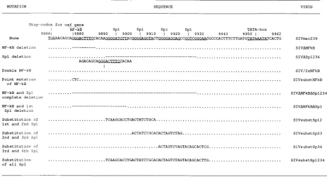 FIG. 1. Mutations in SIVmac239 transcriptional control elements. The nature of the introduced mutations, their sequence, and the designations of respectivemutant viruses are shown
