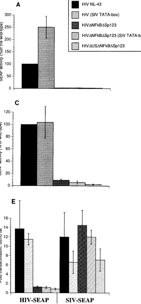 FIG. 8. Transcriptional activity of HIV and SIV wild-type and mutant LTR-SEAP constructs