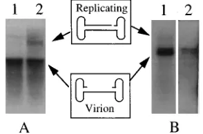 FIG. 5. Effect of E4 ORF6 on rAAV uncoating. 293 cells were transfectedand then infected with rAAV as described in Materials and Methods