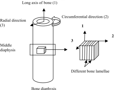 Fig. 1. Different material orientations of long bone employed in the present study.   