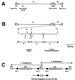 FIG. 1. Structure of the HSV-1 genome showing the locations of various probes and fragments used in this study