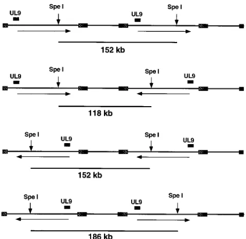 FIG. 2. Southern blot analysis of a pulsed-ﬁeld gel of total and encapsidatedDNA from KOS-, AN-1-, AN-1-2a-, and AN-F1-infected Vero cells