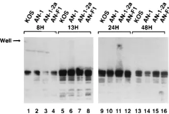 FIG. 6. Southern blot analysis of well DNA from wild-type- and nucgenomic HSV DNA digested withLambda ladder PFGE markers and lambda DNA digested withinfected cells digested withisolated as described in the legend to Fig