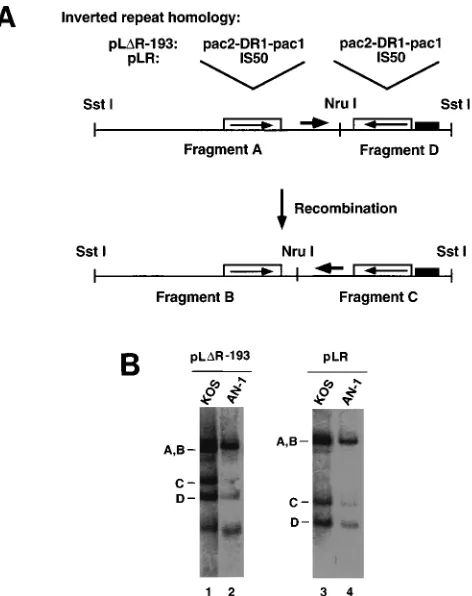 TABLE 1. Inversion frequencies of plasmids pL�R-193 andpLR in KOS- and AN-1-infected cells