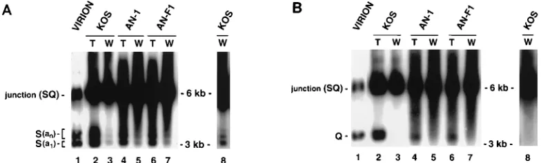 FIG. 10. Southern blot analysis of virion, total, and well DNAs from wild-type- and nuca 429-bpan MOI of 5 PFU per cell for 24 h