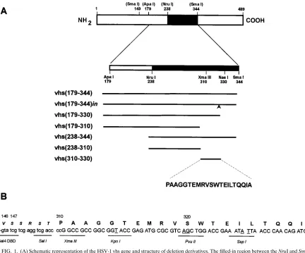FIG. 1. (A) Schematic representation of the HSV-1 vhs gene and structure of deletion derivatives