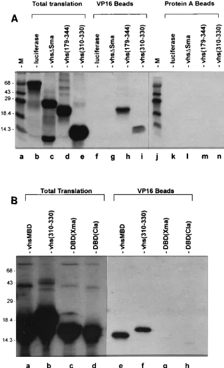 FIG. 3. Structure of alanine substitution mutants of the vhs minimal bindingdomain and activity in the two-hybrid system