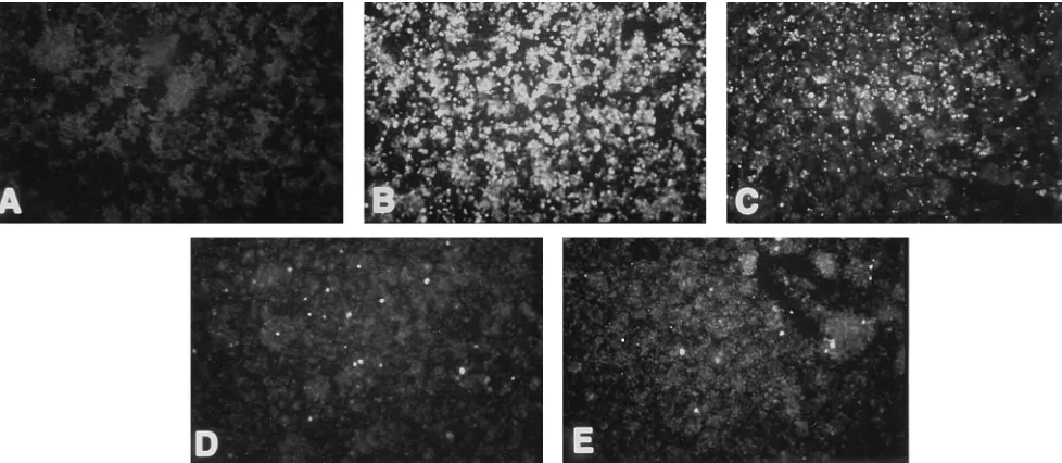 FIG. 4. Analysis of PDR to DEN-2 NGC virus replication in C6/36 cells. C6/36 cells were infected with no dsSIN virus (A and B), TE/3�(D), or D2prMs virus (E) at an MOI of 50 and challenged 48 h later with DEN-2 virus at a MOI of 0.1