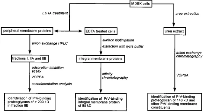 FIG. 1. Experimental design. Total membrane proteins of MDBK cells were extracted with urea extraction buffer, separated by anion-exchange chromatography,and analyzed by VOPBA, leading to identiﬁcation of an approximately 140-kDa PrV-binding proteoglycan and additional PrV-binding membrane constituents.