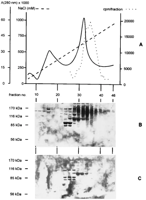 FIG. 2. Anion-exchange chromatography of urea extracts on DEAE-Sepha-rose. (A) Elution proﬁle of proteins monitored at 280 nm (——) in a linear NaCl