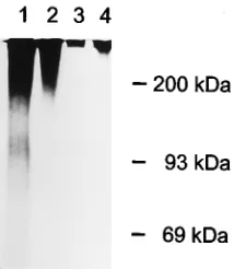 FIG. 4. Characterization of PrV-binding proteoglycans in fraction IIB byVOPBA. (A) Ten-microgram aliquots of protein of fractions I (lane 1), IIA (lane
