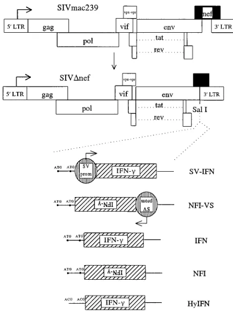 FIG. 1. Strategy for the generation of SIVexpressing IFN-. A 186-base fragment of the SIV�nef� and recombinant SIV nef coding sequence�nef