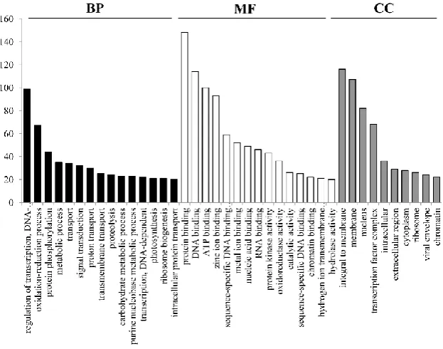 Figure 1. Distribution of EST-SSR motif length. The y-axis indicates the motif number