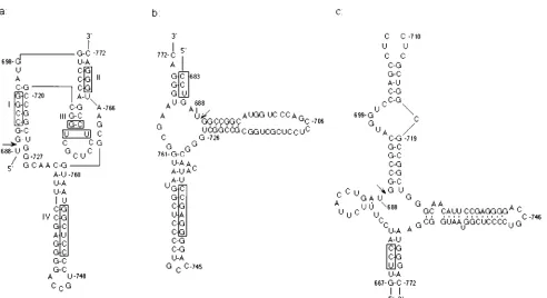 FIG. 1. Three proposed models of the secondary structure for the HDV genomic ribozyme