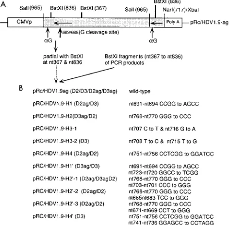 FIG. 3. Kinetics analyses of HDV RNA synthesis and processing in trans-fected HuH-7 cells