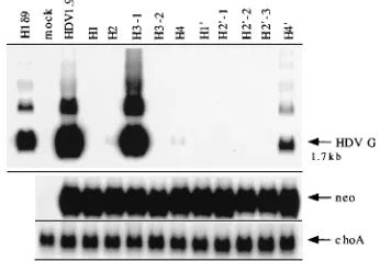 FIG. 4. In vivo self-cleavage analysis of various helix mutants and their com-pensatory mutants of the genomic-strand ribozyme