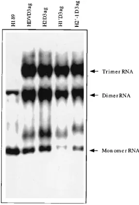 FIG. 6. Analysis of ligation activity of the compensatory mutants. TotalRNAs were extracted from HuH-7 cells transfected with wild-type or compen-
