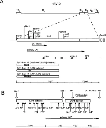 FIG. 1. Map of HSV-2 LAT and constructs used to generate mutations. (A) Restriction endonuclease sites are shown relative to the positions of the HSV-2 majorand primary LATs, ICP0, ICP34.5, and ICP4