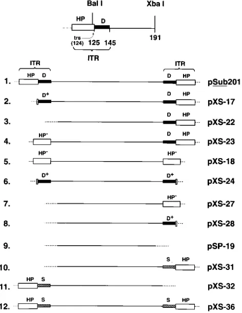 FIG. 1. Schematic representation of the recombinant AAV genomes con-taining various deletions-substitutions in the ITR sequences