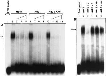 FIG. 5. EMSA for the D-sequence-binding protein (D-BP). These assays were carried out as described in Materials and Methods