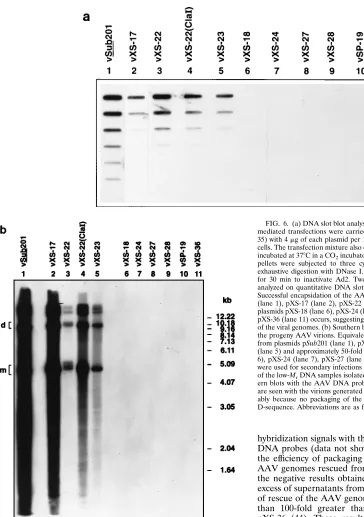 FIG. 6. (a) DNA slot blot analysis of packaging of the AAV genomes. DNA-mediated transfections were carried out by the DEAE-dextran procedure (32,