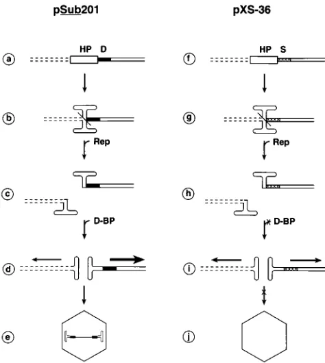 FIG. 8. A model for the rescue and selective replication and encapsidation ofthe AAV genomes
