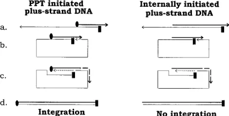 FIG. 1. Plus-strand transfer of PPT-primed and internally initiated plus-strand DNAs. The stages of retroviral reverse transcription relevant to the