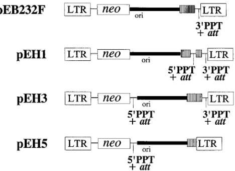 FIG. 3. Experimental protocol to study plus-strand transfer in one round ofretroviral replication