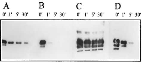 FIG. 7. Western blots showing variable proteinase K resistance of PrP 27-30fractions from solubilization experiments