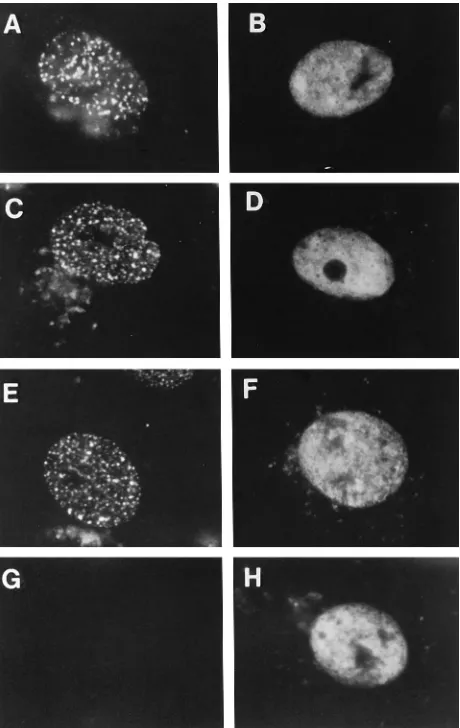 FIG. 1. Distribution of ICP8 in cells infected with DNA replication-defectivemutant viruses