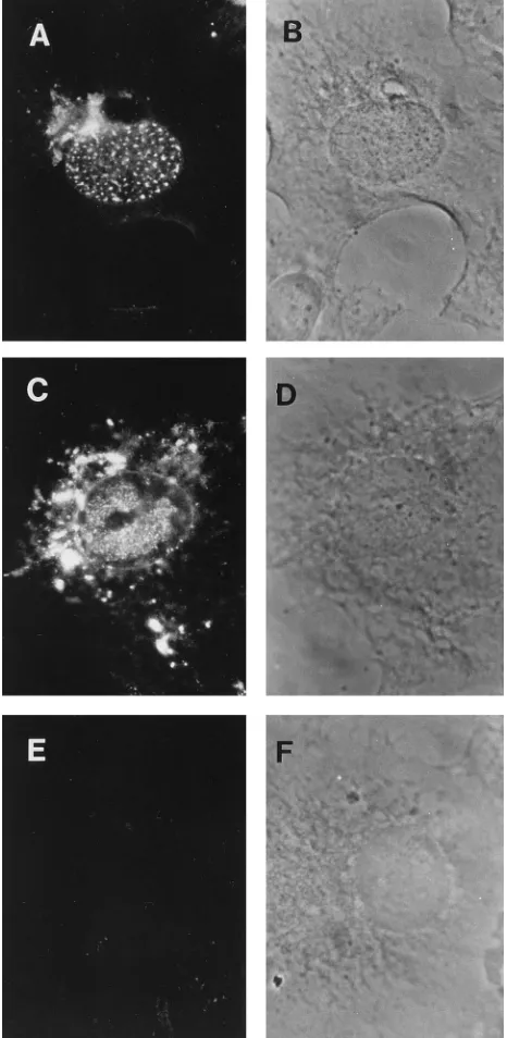 TABLE 1. ICP8 distribution in mutant virus-infected cells
