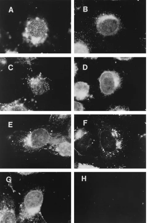 FIG. 4. Distribution of UL8 in cells infected with DNA replication-defectivemutant viruses