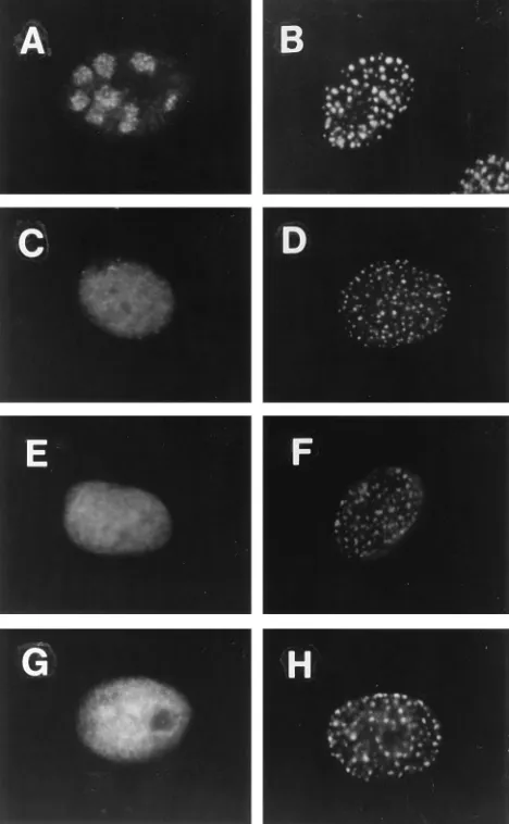 TABLE 4. ICP8 distribution in transfected cells