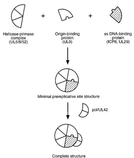 FIG. 10. Model of the order of assembly of HSV DNA replication proteinsduring formation of prereplicative site structures in infected cells