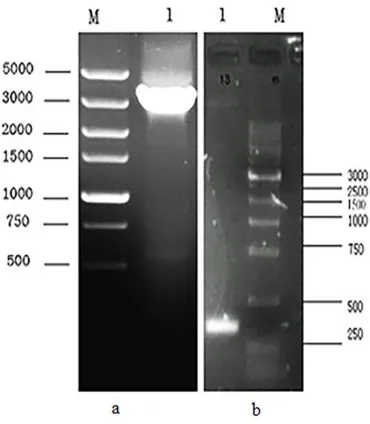 Figure 3. The E2 gene fragment synthesized by PCR a. M indicates DNA marker (TaKaRa). Lane1 is PCR product of white colony which contains E2 genes + bacmid, the analysis of recombinant bacmid using M13 primers