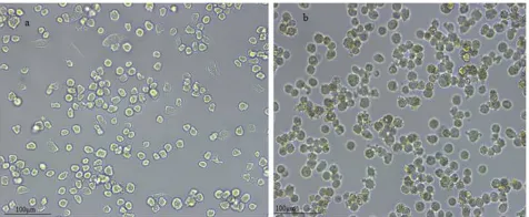 Figure 4. Baculovirus infected BmN cell phenotypes. a. Normal BmN Cells as a control. b