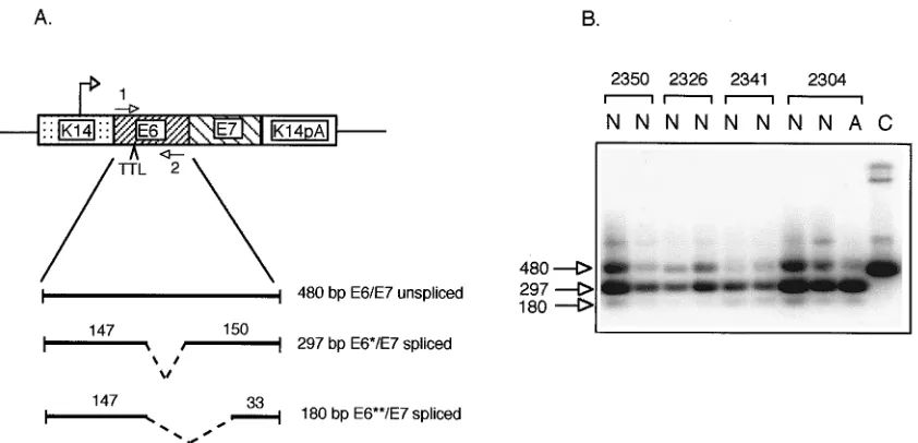 FIG. 1. Neonatal and adult phenotypes of K14HPV16E7 mice. (A) Control (left) and transgenic (right) littermates at postnatal day 8