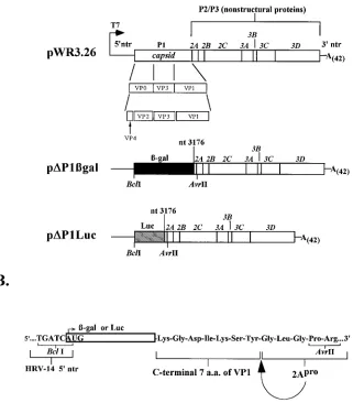 FIG. 1. Construction of the �(28). The3176. (B) The 5AUG initiator for the HRV-14 polyprotein