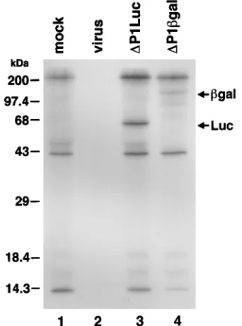 FIG. 2. Processing of reporter proteins expressed from �RNA. Similar proteins were absent from mock-transfected or virus-infected cellextracts
