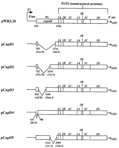 FIG. 6. Replication of P1-deleted mutant RNAs in H1-HeLa cells. Lysates were prepared at 0, 6, 10, or 24 h following transfection of cells with the indicated RNAand processed for RPA as described in Materials and Methods