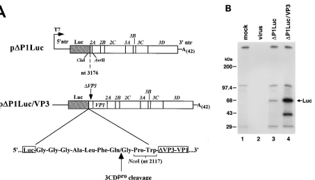 FIG. 7. Organization of the �theabsent in mock-transfected or virus-infected cell extracts