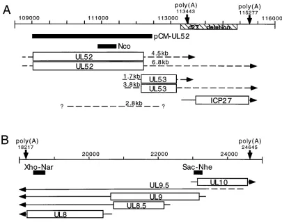 FIG. 1. Map of transcripts and probes. Genome location is indicated across the top line of each panel by nucleotide number