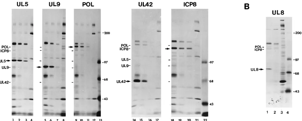 FIG. 2. Replication protein accumulation in dmolecular size standards (lane 4). Positions of HSV-1 proteins are indicated at the left of each gel