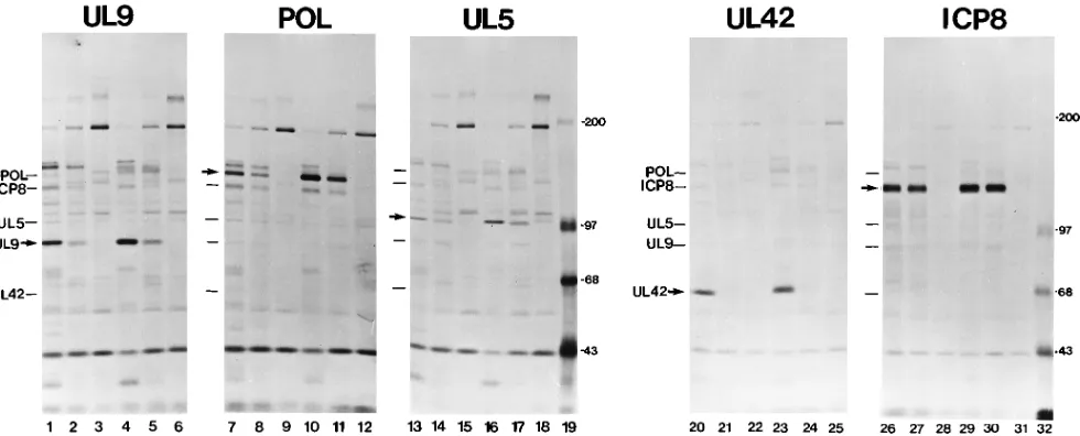 TABLE 2. Replication protein expression by replicationprotein mutant virusesa